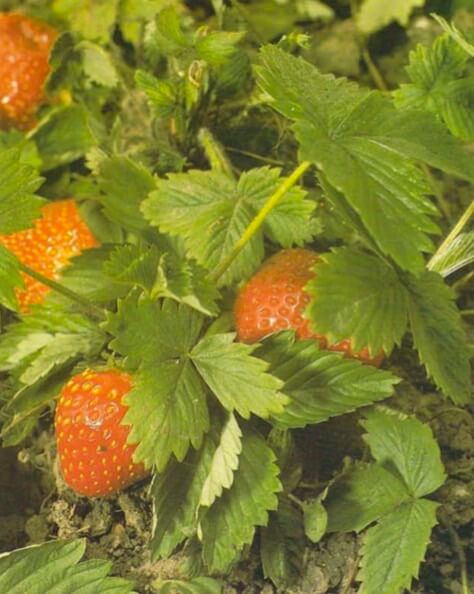 The strawberry's white flowers are followed by delicious red fruit s that vary in flavor and size according to variety. New plants can be propagated from trailing runners, but since they are prone to viral diseases, buy certified disease free plants to be sure of a healthy crop. 