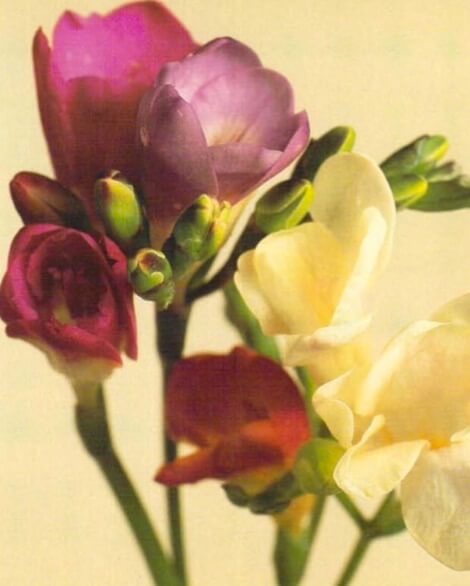 The highly scented flowers of the freesia grow in groups along one side of the wiry, branching stem. Single-and double-flowered varieties are available in white, yellow, pink, red, orange or purple. Plants grow to a height of 12-18 inches (30-46 cm), with slender, bright green leaves. 