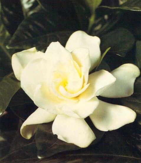 The gardenia's glossy, dark green leaves are a perfect foil for its beautiful, highly scented, pure white flowers. Buds often drop infuriatingly just as they are about to open. This is caused by a combination of drafts, insufficient humidity and too low a temperature.