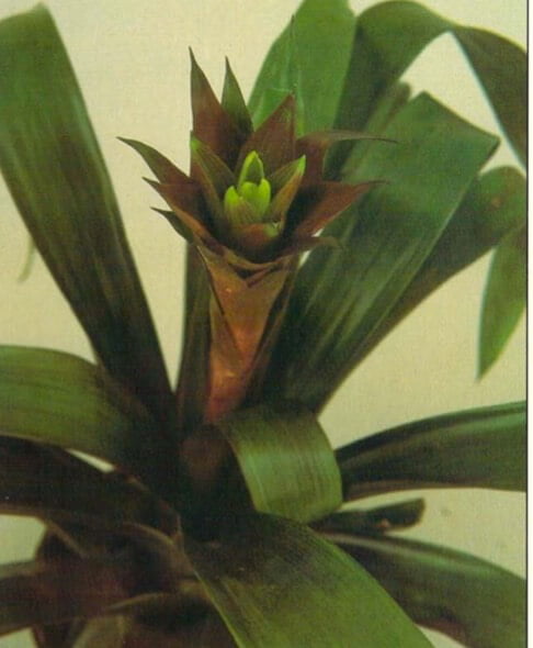 Scarlet star produces wine-colored bracts from which small yellow flowers emerge. The bracts last up to 8weeks. Other varieties of Guzmania have the same care requirements. 