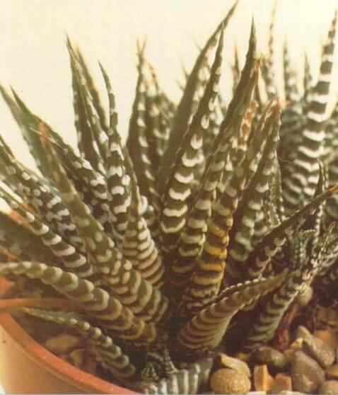 Haworthias come from desert and mountain areas in South Africa and in the wild often grow under bushes , seeking shade (rom the fierce sun. This makes them ideal plants for windowsills and less sunny spots in the greenhouse, where they will receive just an hour or two of direct sun each day. 