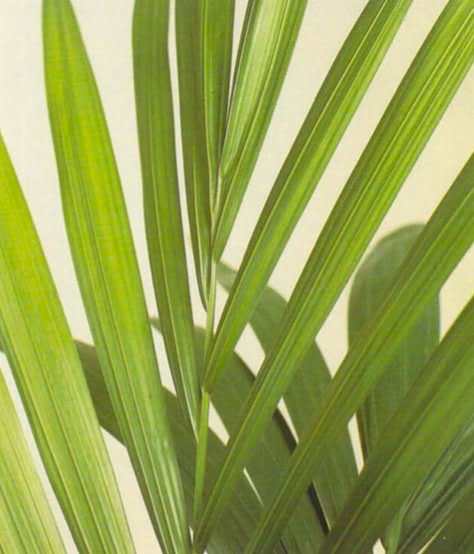 The paradise palm's long, graceful fronds develop from a leafspike that unfurls slowly. It grows at the rate of only one new frond a year. It needs good, indirect light but will grow well in artificial light, too. As with other slow-growing palms, several plants are often placed together in one pot. 
