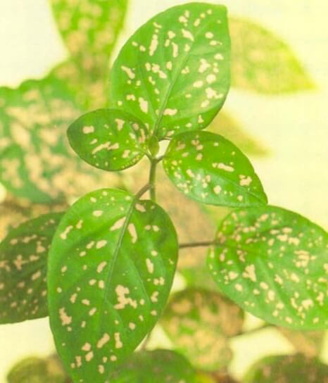 Leaf markings on the freckle face plant vary from tiny pink dots to larger, more widely spaced patches on a green background. The plant is sensitive to both low light, which causes the leaves to lose their pink markings, and bright sunlight, which may burn the leaves. If the plant is in a sunny window, shade it with a sheer curtain . 