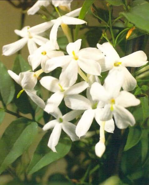 As dry conditions can quickly cause the jasmine's flowers and leaves to shrivel, spray the plant daily when it is in a heated room. 
