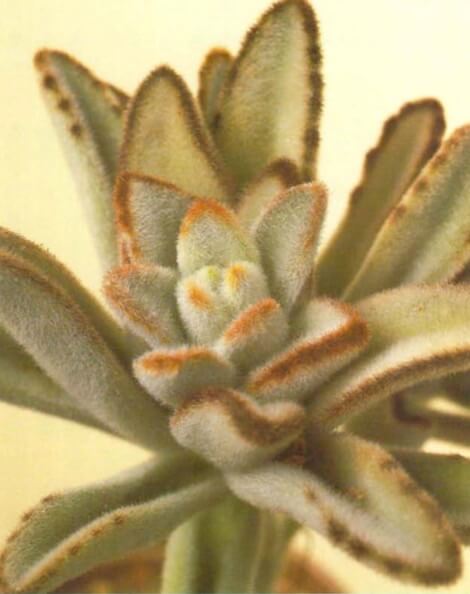 Kalanchoe tomentosa, the panda plant, has slightly furry leaves. It can be propagated easily from leaves that, ifgently pulledoff, will rooton drysoil and produce several small, new plants. Kalanchoe blossfeldiana, on back side, is better propagated from cuttings. 