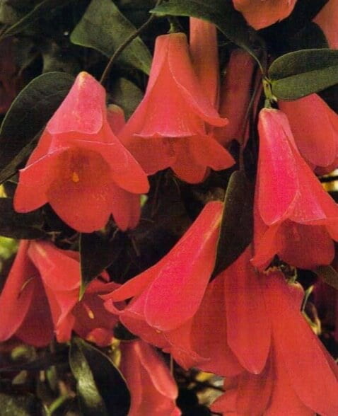 The flowers of Lapageria rosea hang down like bells; hence, the plant's common name, Chilean bell flower. If the plant is allowed to grow unchecked, it will easily reach 20 feet (6m), so it should be trained on a trellis and pruned regularly.