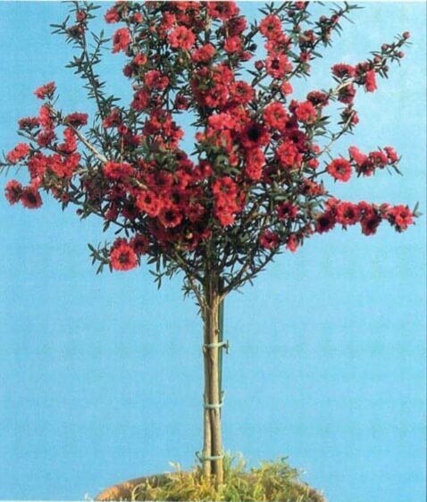 'Red Da mask' blooms profusely in winter and spring and is shown here as a year-old 15-in (3S-cm) tree-form standard grown from a rooted cutting. Tea tree needs sunny, airy, cool-to-moderate window in winter and full sunlight in summer.