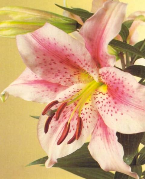 Recently developed Asiatic and oriental hybrid lilies grow to a height of 18-24 inches (45-61 cm) and produce magnificent bell-shaped flowers in a cluster of 4-8 blooms per single stem. Flowers are usually white or cream with red, pink or purple markings. 
