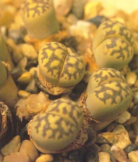 Lithops dorotheae, one of the most popular living stones, is often chosen for its intricate markings. Individual heads grow to around 1 inch (2 1/2cm) and are often planted with a group of differently colored species in a shallow pan with pebbles between them to mimic their natural state. Make sure that the pan has drainage holes.