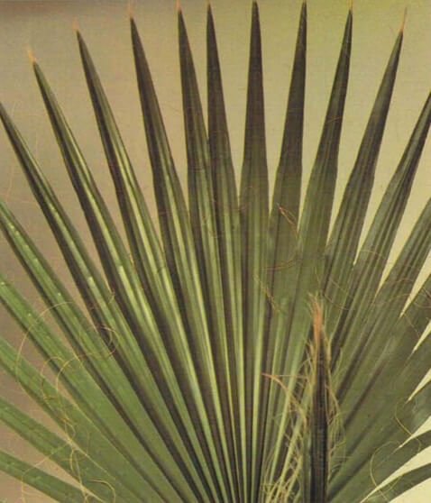 The Chinese fan palm has leathery, slightly glossy leaves that grow like large green fans. The pointed segments are joined together from the leaf base to about halfway up and have wispy threads hanging between the points. 