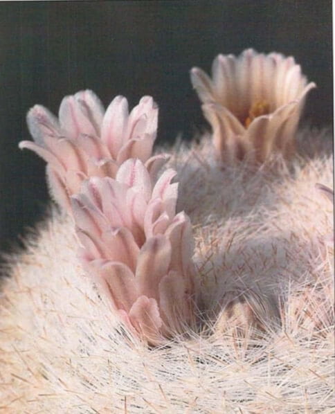 Mammillaria candida (above) is named for its dense covering of white spines. The shell pink flowers will appear after the plant has grown about 3 inches (8 cm) wide and tall. perhaps sooner if plenty of sunlight is available. 