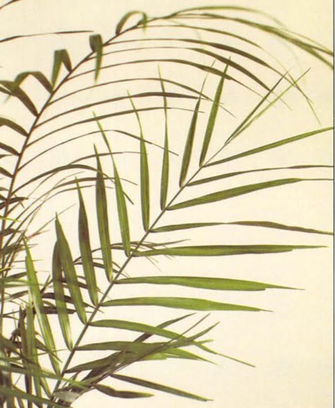 The dwarf coconut palm has delicate looking green fronds. It grows slowly, and several plants are usually placed together in one pot to give a more bushy appearance. Although a relatively easy plant to care for, it does require a humid atmosphere. 