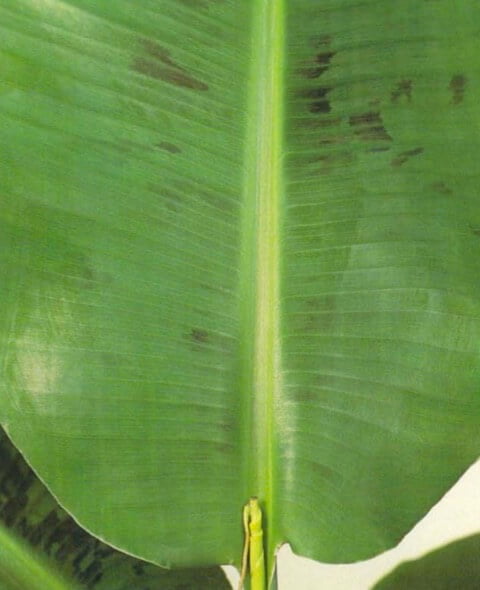 The dwarf banana's delicate leaves unfurl one by one from the plant's center, gradually forming a trunk like stem. Healthy leaves have no brown edges and should show no sign ofsplitsor tears. 