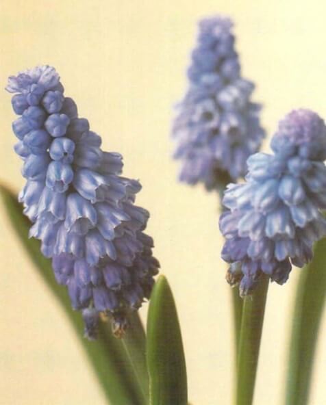 The grape hyacinth's small flowers are grouped in a pyramid like cluster around the main stem, which grows 8-10 inches (20-25 cm) tall. 