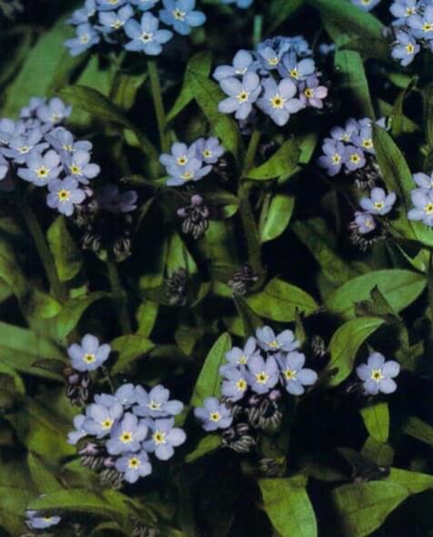 Although pale blue forget-me-not flowers are most commonly cultivated, pink ('Rosea' and 'Fischeri') and white ('Alba') varieties are also available.