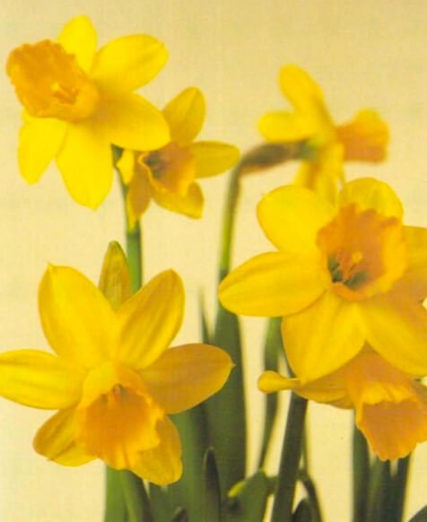 The colors of daffodil cultivars range from yellow to white with red, orange or pink trumpets. Dwarf cultivars, about 2 inches (30 cm) tall, are best for indoors and may flower at any time from early winter tolate spring. Touching the bulb or sap ma y ca use slight skin irritation, but this is short-lived. 