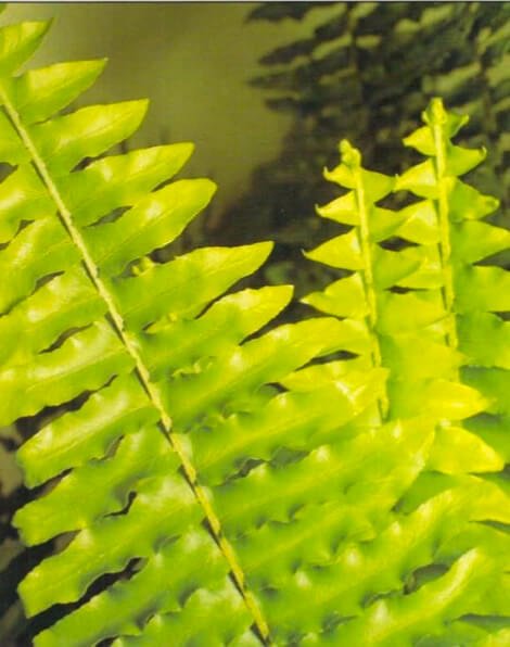 When buying a sword fem, look for healthy, bright green central foliage, as new leaves grow from the middle of the plant. Pale green, lush fronds uncurl upwards, developing into a graceful sword shape 