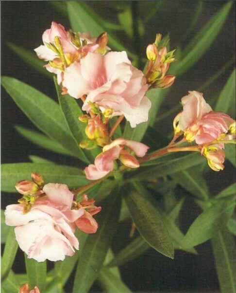 Oleander flowers come out in succession throughout the summer, although each one lasts only a short time. Healthy leaves, which are leathery, have dark green tops and paler undersides. When buying, choose a plant with buds as well as flowers 