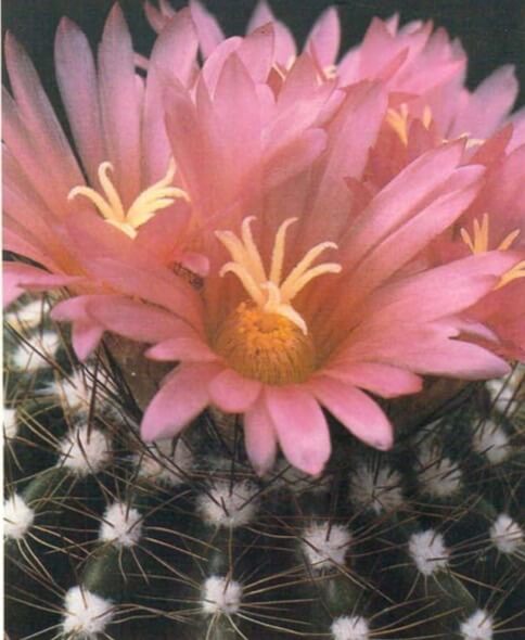 Notocactus purpureus is one of a group that tends to produce its flowers in late summer, when most cacti, including other Notocacti, have finished. Generally staying solitary, this species will flower when about 2-3 inches (5-8cm) wide, when it is aboult 4-5 years old. 
