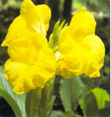 Kaempferia decora grows to a height of 12-15 inches (30-38 em) and sends up strong spikes of buds that open daily into large showy yellow flowers over 2 inches (5 em) across. The plant is easy to grow and propagate from seeds or by root division in spring.