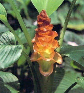 The jewel of Burma, Curcumar oscoeana, reaches a height of 18-24 inches (45-60 cm) and produces showy spikes of orange bracts that last several weeks. The plant produces many offsets. 