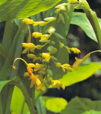 Globba schomburgkii is an ornamental ginger from Thailand that reaches a height of 14 inches (36 cm) in the wild. Flowers appear in long, dangling panicles; these have bulblets at the ends that can be planted as seeds. 