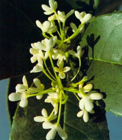Sweet olive (Osmanthus fragrans) has creamy-white blossoms that are small but mighty for exquisite scent in a sunny window garden from fall to spring.