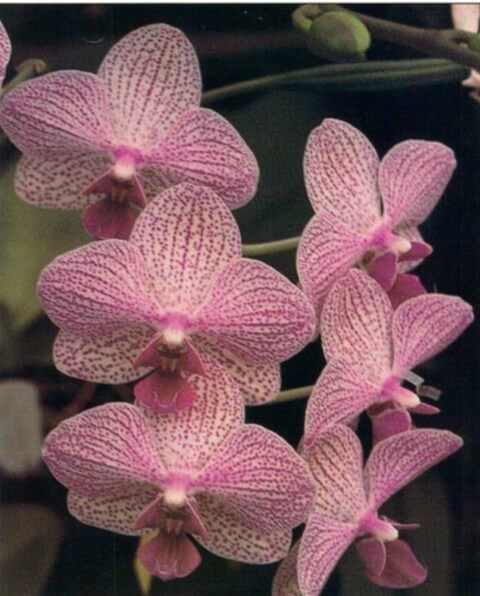 At first glance the Phalaenopsis flowers might be mistaken for colorful moths in flight, hencethe popular name moth orchid. Phaiaenopsis has many species and hybrids, with flower colors of snow white and all pink and combinations of white, pink, rose, carmine, orange and near brown.