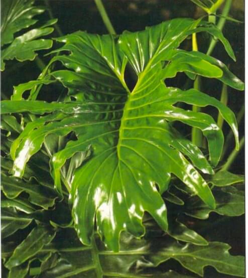 This type of upright philodendron has leaves about 15 inches (38 cm) across. Healthy leaves are bright, glossy green with indentations around the edges so deep that they are split almost to the center vein. Young leaves, scarcely indented at all, develop their characteristic shape as they mature. 