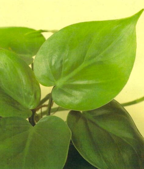 The sweetheart plant has heart-shaped leaves 4-5 inches (10-12 cm) long that should be a strong, bright green. Avoid buying a plant that has yellowing leaves or looks leggy. 