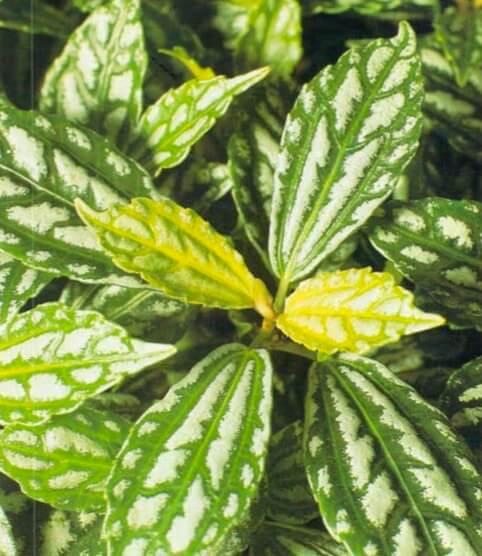 Healthy aluminum plants have clean, clearly marked leaves. In spring and summer, they should have vigorous growing tips and should look neat and compact. New leaves are paler at first, developing their color as they grow 