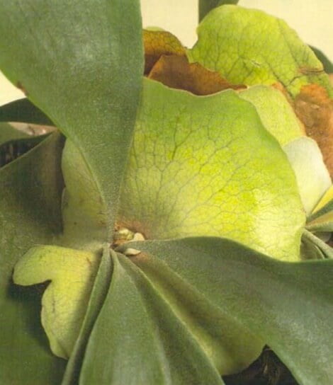 The staghom fem has down-covered green fronds that grow from the center of its brownish back leaves. The fronds divide like the antlers of a stag and make an unusual display, especially if attached to a piece of cork bark or driftwood. Healthy plants should have downy, unmarked green fronds and signs of new ones appearing.  
