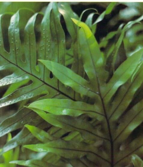 Deeply lobed leaves arise from a thick, fleshy, sea-green rhizome on this spectacular plant. Polypodium scolopendria comes from the Old World tropics, where it grows mostly on trees, Because of its shallow root system, it is particularly well adapted to container growing.