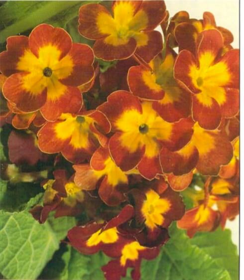 The polyanthus is 5-9 inches (13-23 em) tall at flowering stage, with bright green leaves and flowers in a wide range of colors. The flowers are usually clustered on each stem, though single blooms on a stem, as with the true primrose, are possible.