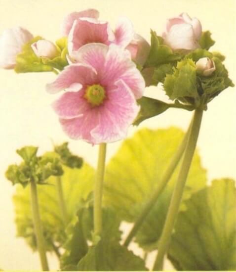 A native of China, Primula obconica grows about 12 inches (30cm) tall when in flower. The flowers grow on tall stems and are white, pink, mauve or blue. Flowering lasts for several months. 