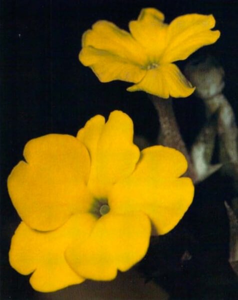 The Kew primrose has a rosette of sturdy, mealy, tapering leaves 6-8 inches (15-20 cm) long. The rosette is held out-ward and slightly upright from a strong central stem. Bright yellow tubular flowers. 3/4 inch (2 cm) across, are borne freely in umbels that sit one atop the other.