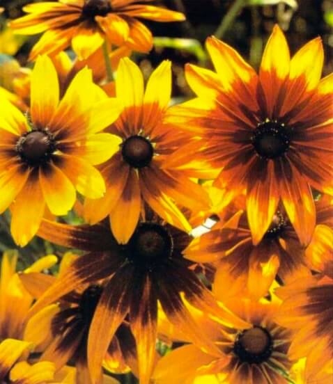 The sun-loving gloriosa daisy blooms profusely and may have single or double flowers in bold shades of gold, bronze, chest- nut and reddish-brown. Other plants that look great with the gloriosa daisy include blue cornflowers, Shasta daisies, white nicotiania, larkspur and petunias. 