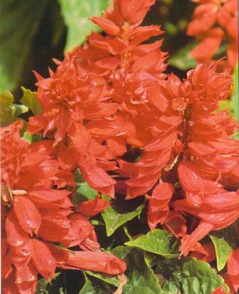 Salvias are bushy plants, 9-15 inches (23-38 cm) tall, that produce clusters of flowers in a pyramid. When buying, choose plants whose bud color is visible but not advanced; the leaves should be a fresh green right down 10 the base of the stem. 