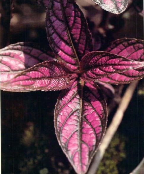 Treasured for its iridescent silver. rose and purple leaves, Persian shield makes a showy foliage plant out doors in warm weather and indoors in winter in a warm, brightly lighted garden. 