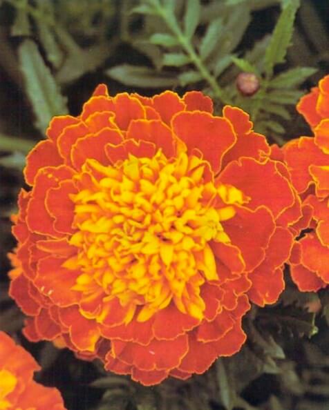 French marigolds are bushy plants about 10 inches (25 cm) high. The flowers, from 1 1/2 - 2 inches (4-5 cm) across, are almost always yellow or orange but may have red or maroon markings. They are single or double according to cultivar. 