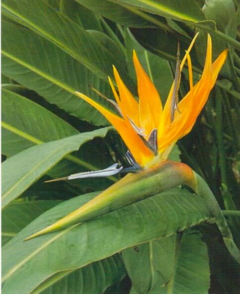 The bird of Paradise flowers emerge one after another from its beaklike flower pod. Its long leaves have a grayish, slightly matte finish, which should not be removed with leaf shine.