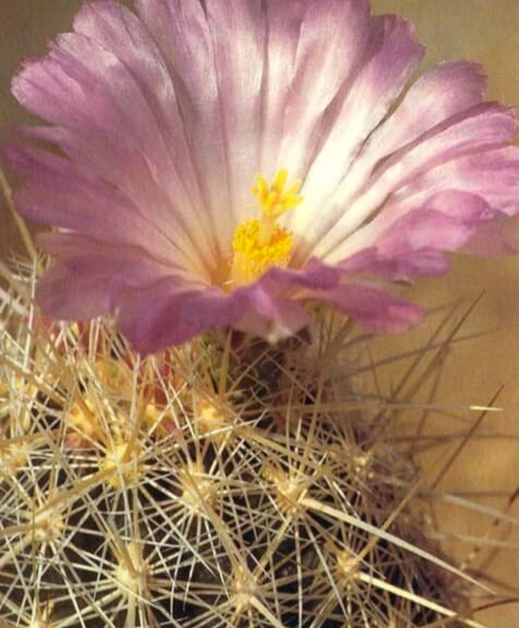 The body of Thelocactus bicolor var. bolansis, from Mexico, is almost obscured by a basketwork of pale yellow spines. The flowers are lilac with white throats. 