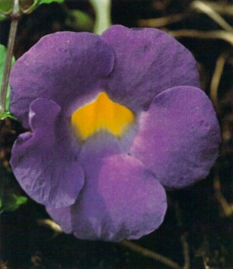 The large tubular flowers of the bush clock vine are in full bloom during the summer months of July and  August. Blue flowers of this intensity are rarely found in tropical plants.