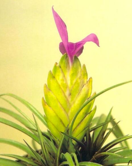 The broad bract of the blue-flowered torch produces magenta flowers that are Outstanding in their color density. Like other bromeliads, it flowers only once in its life cycle, but new plants can be grown from its offsets.