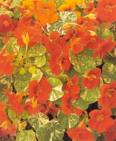 Nasturtiums have almost white stems and brilliant green leaves with contrasting paler veins. Some, like these, have variegated leaves. The flowers, about 3 inches (8 cm) across, range from pale yellow through gold, orange and scarlet to a rusty brown-red. Sun lovers, they produce lush leaves but few flowers if kept in the shade