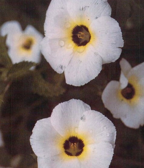 The tubular flowers of Turnera ulmifolia are nearly 2 inches (5 cm) wide. Though the species is sometimes called yellow alder because of its yellow flowers, some varieties bear different-colored flowers. The striking blossoms of'Dorado Beach,, for example, have white petals set off by maroon-and-yellow centers. 