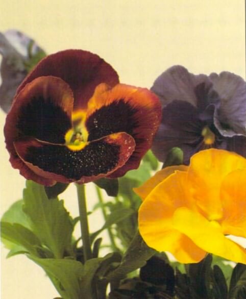 The garden pansy's flat flowers are made up of 5 overwatering petals, which form a near circle. The most popular are those with a dark marking resembling a face, but a range of self-colored hybrids is also available. 