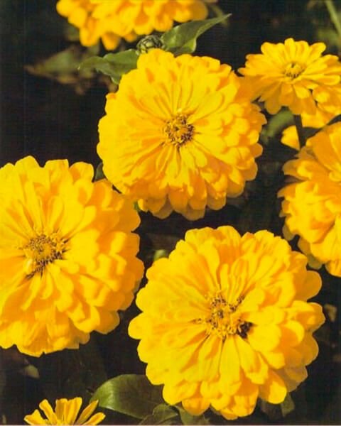 Zinnia flowers, up to 5 inches (13 cm) across, come in colors ranging from white to yellow, rose, scarlet and violet. They are long lasting when cut but need bright light and a sunny location to flourish. 