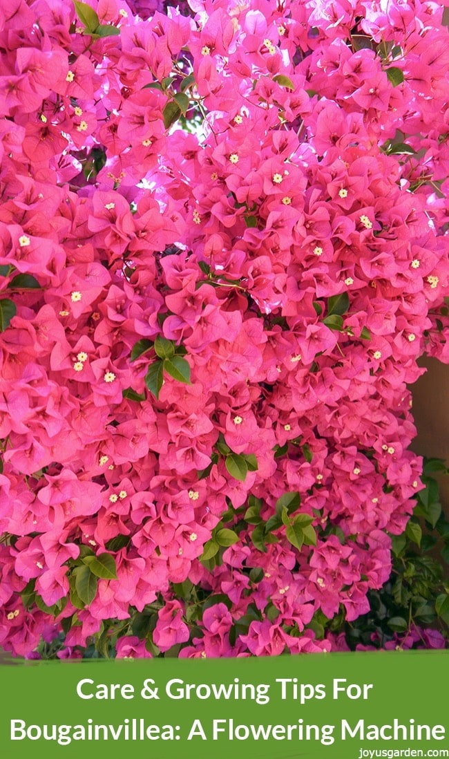 [Chia sẻ] Cách chăm sóc và trồng loại cây được mệnh danh là “máy ra hoa” Hoa Giấy (Bougainvillea)