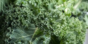 Cách trồng Cải Xoăn